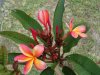 Blume-Hawai_72