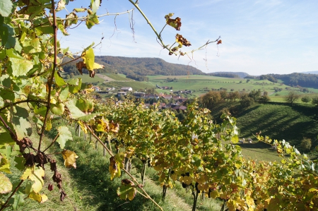 Stimmungsbild aus dem Whisky Valley in Bözberg-West